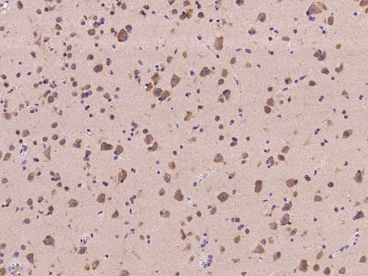 GPRASP1 Antibody - BSA Free