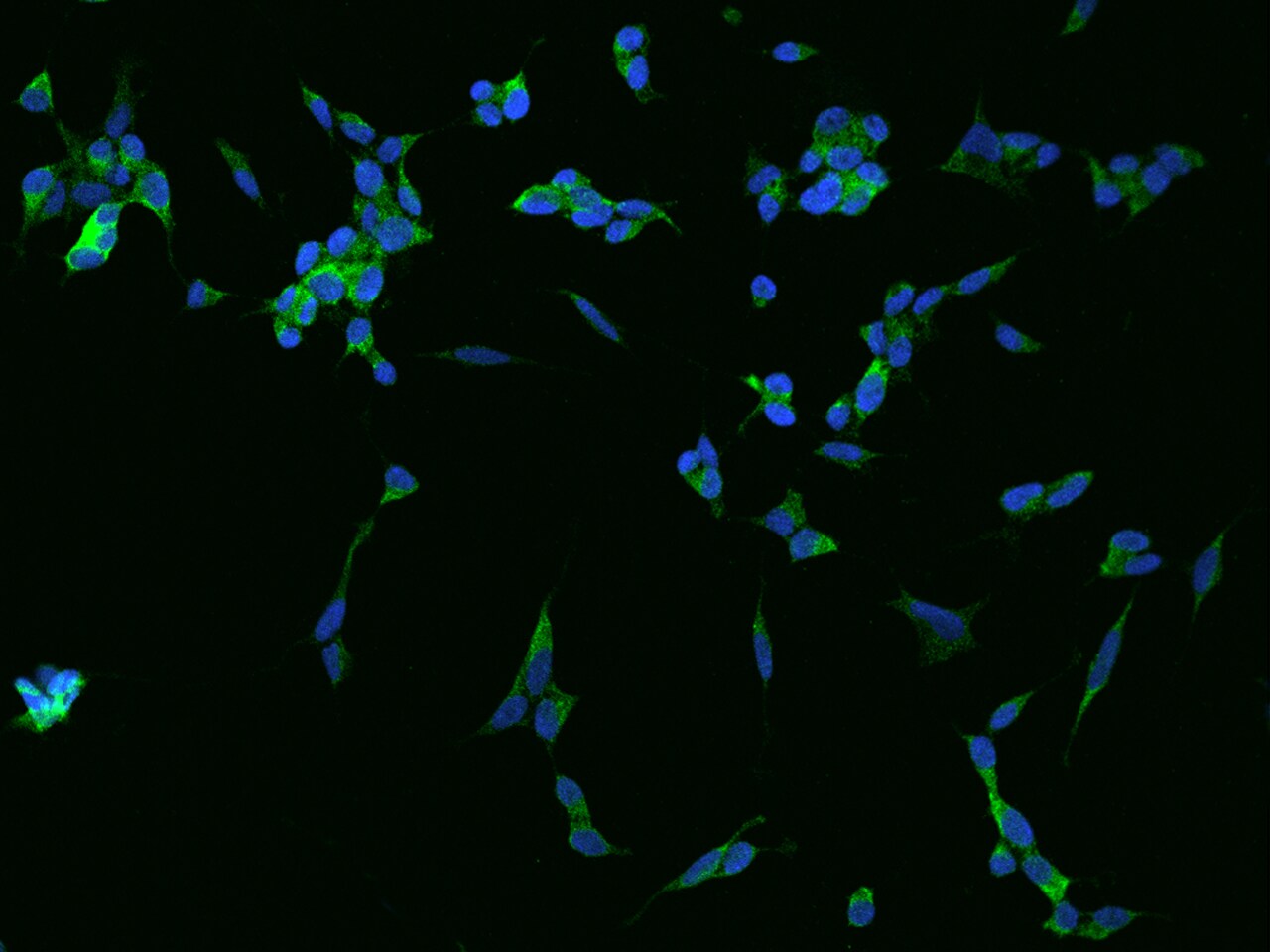 GPRASP1 Antibody - BSA Free