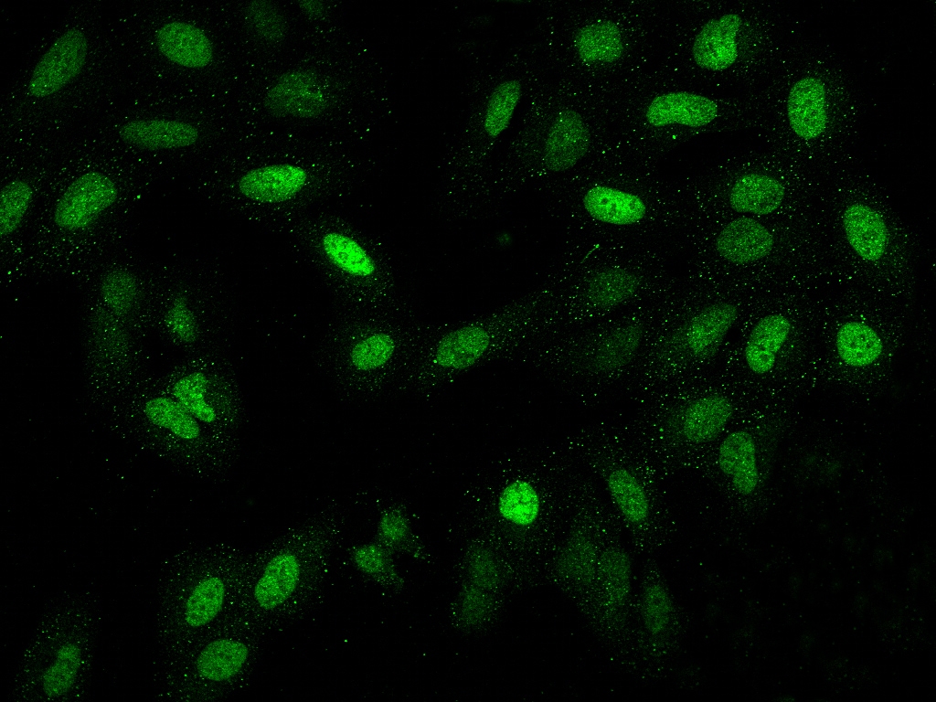 LAF4 Antibody - BSA Free