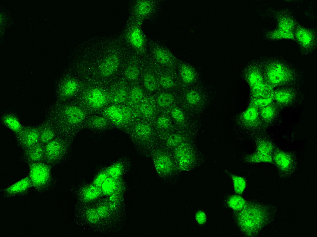 NAIF1 Antibody - BSA Free