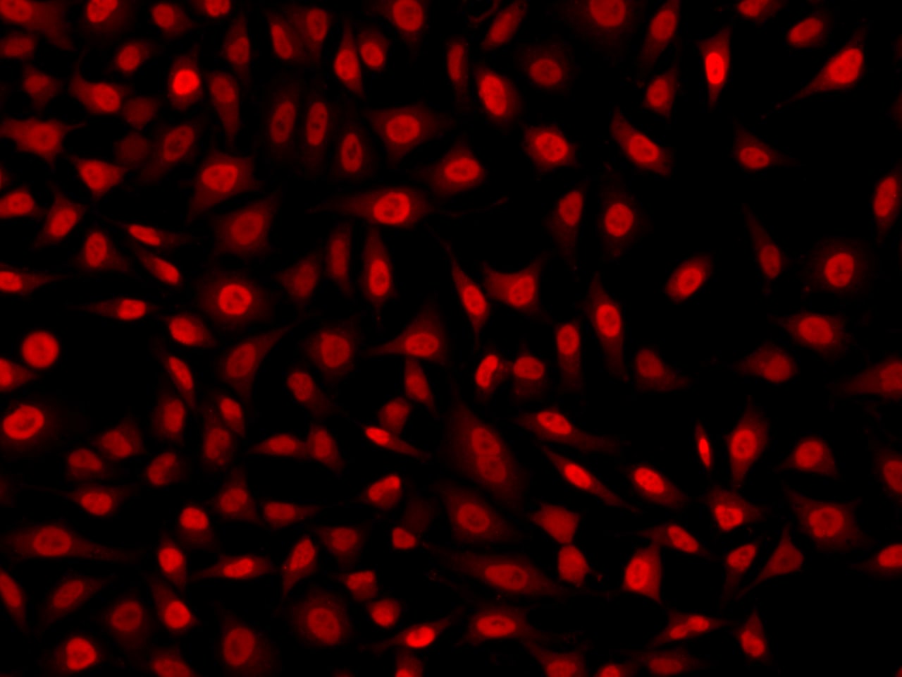 KLF6 Antibody - BSA Free
