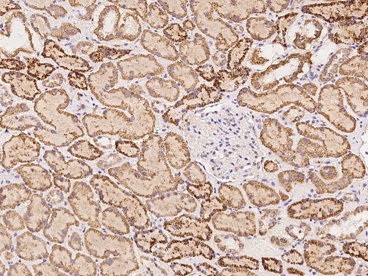 FPGS Antibody - BSA Free