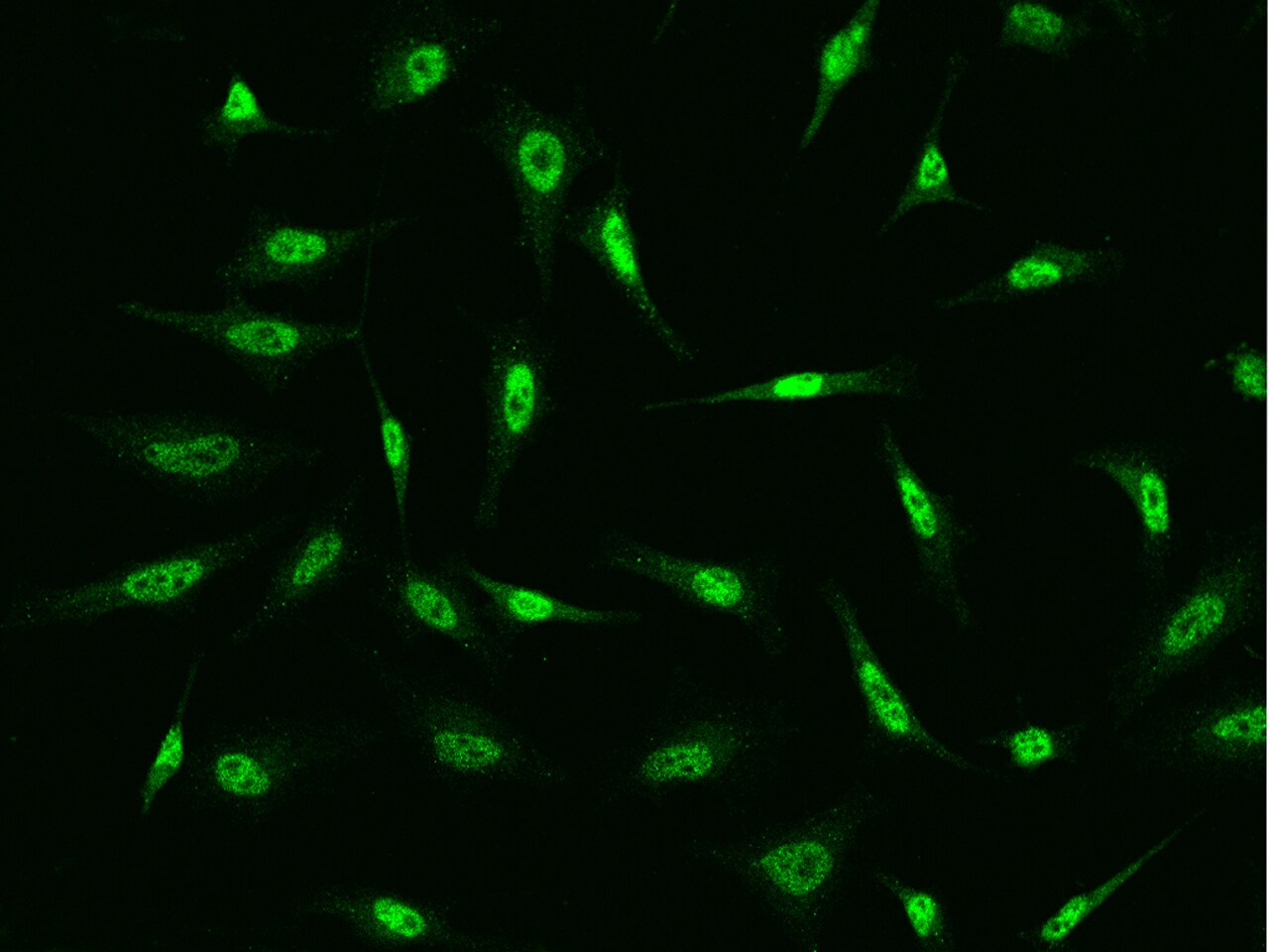 FBXO34 Antibody - BSA Free