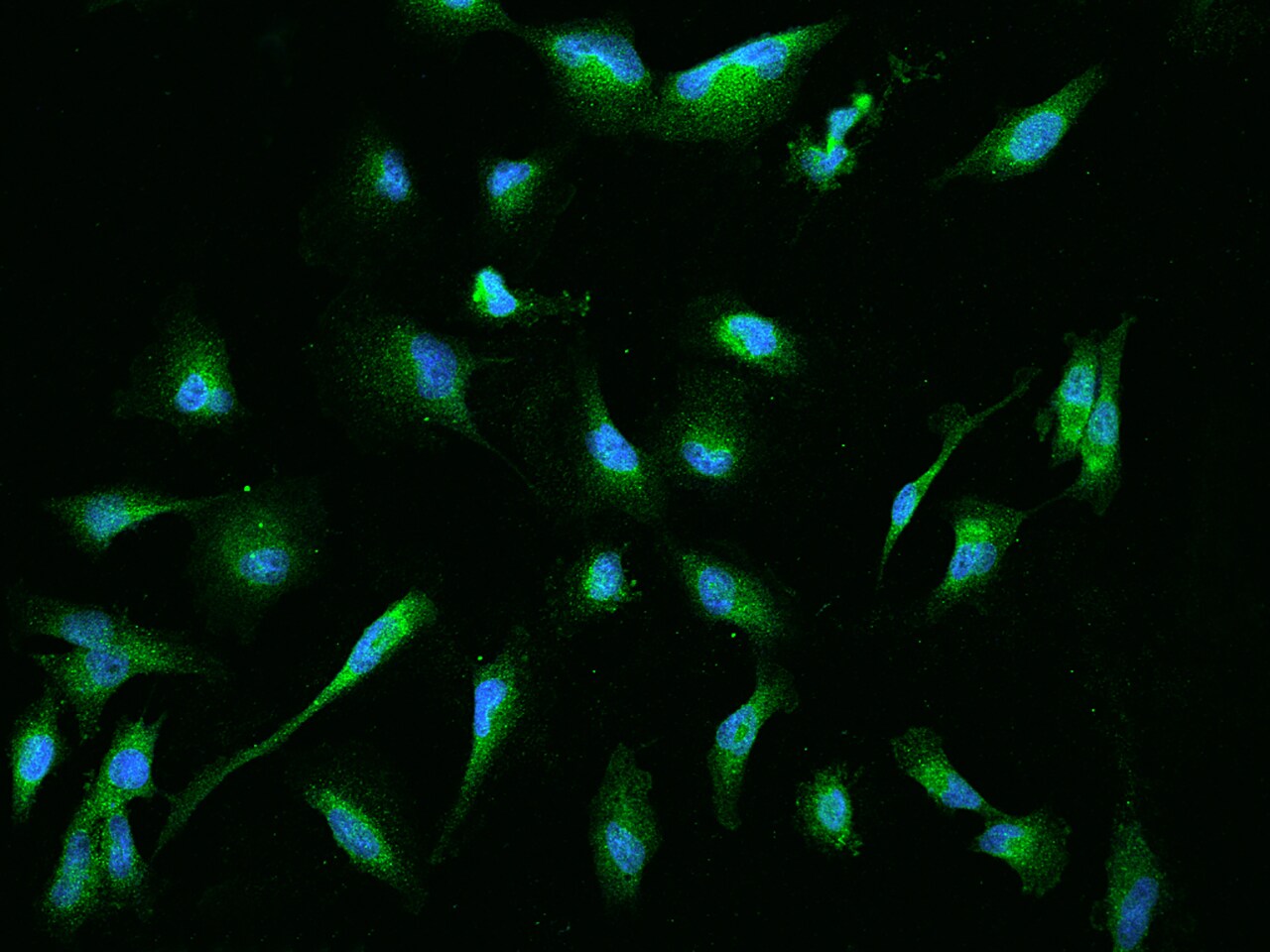 EBP Antibody - BSA Free