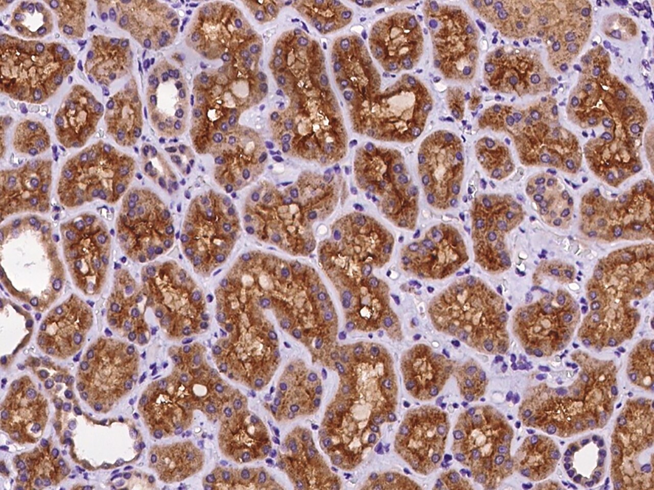 ARHGAP12 Antibody - BSA Free