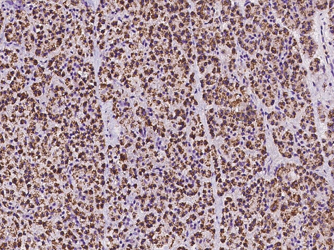 CLPP Antibody - BSA Free