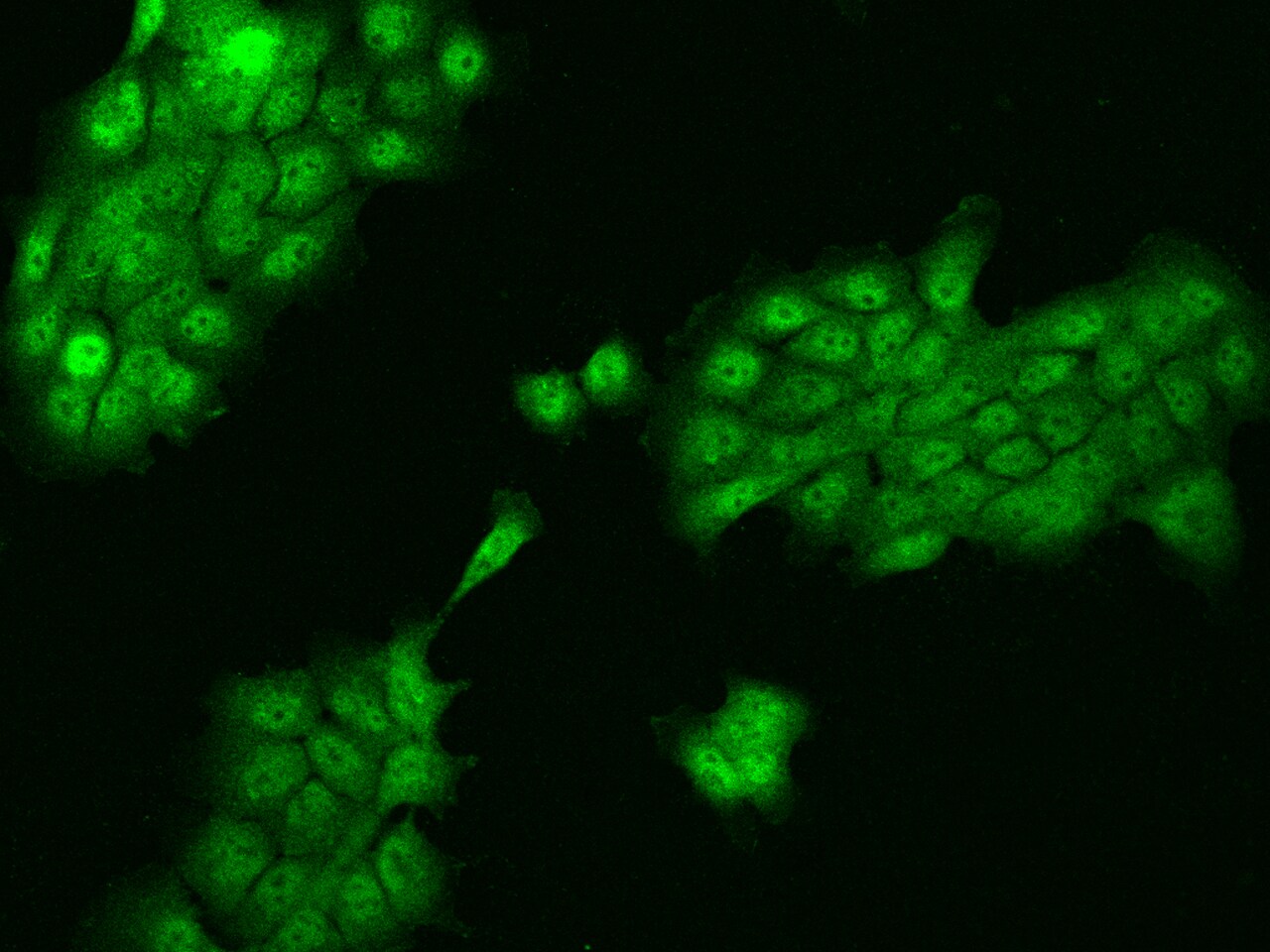 ZNF543 Antibody - BSA Free
