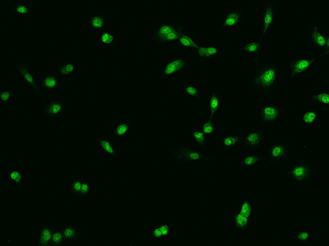 CHD5 Antibody - BSA Free
