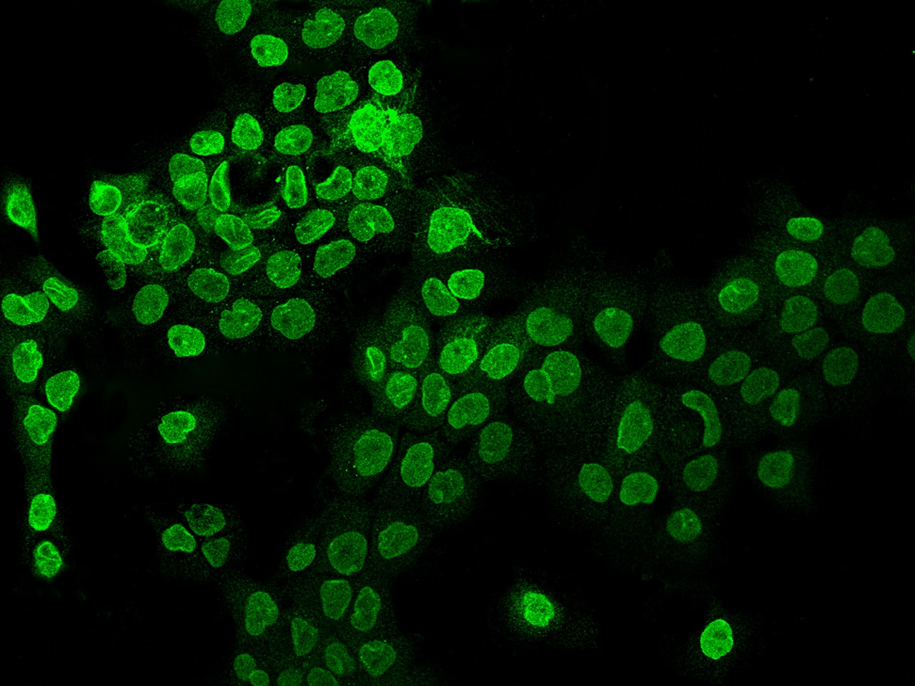 ELYS Antibody - BSA Free