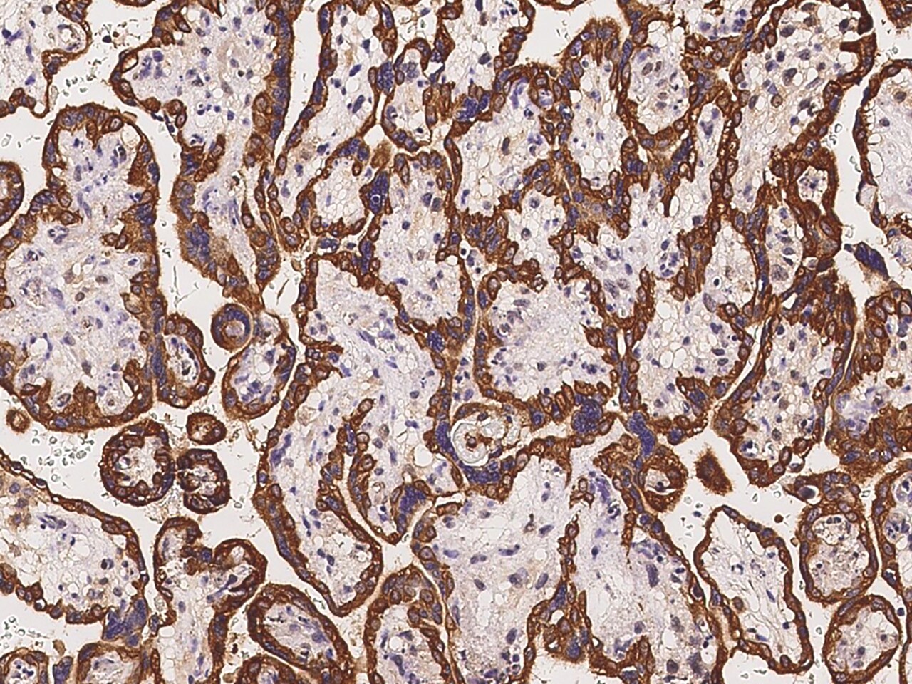 ELYS Antibody - BSA Free