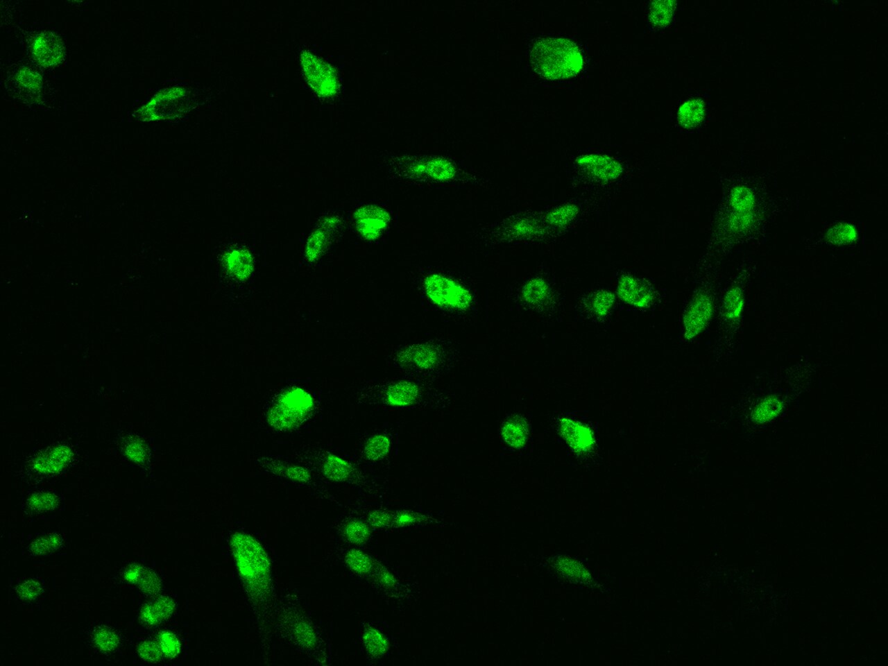ARRDC2 Antibody - BSA Free
