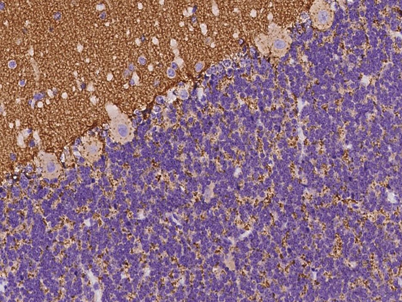 Synaptogyrin 1 Antibody - BSA Free