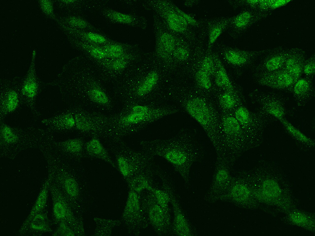 SBNO2 Antibody - BSA Free