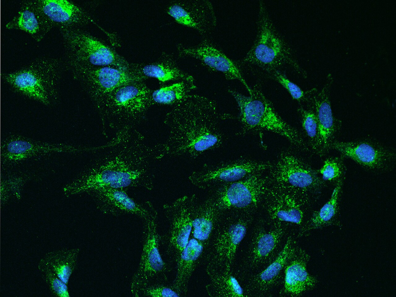 COA6 Antibody - BSA Free