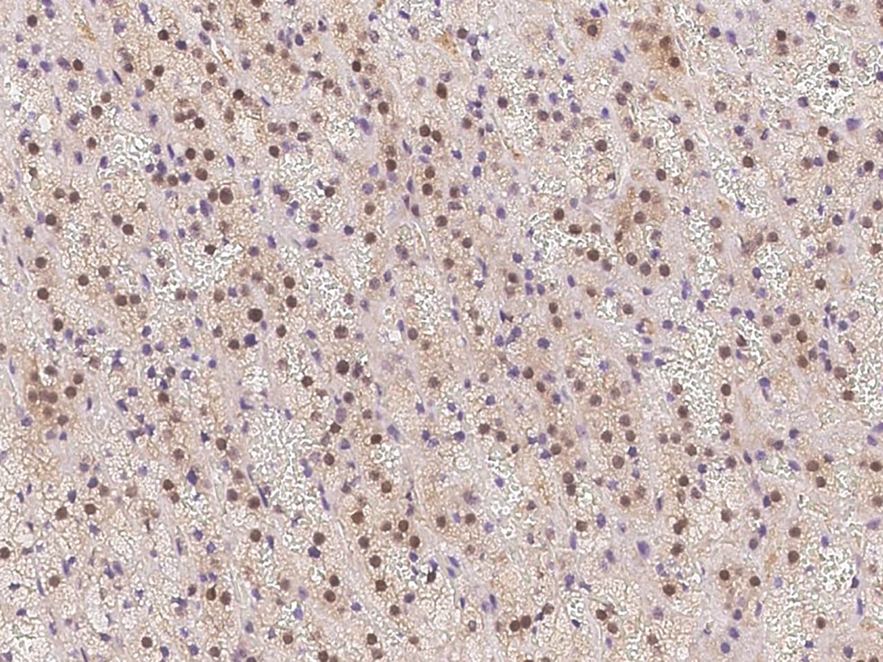 integrin beta 4 binding protein Antibody - BSA Free