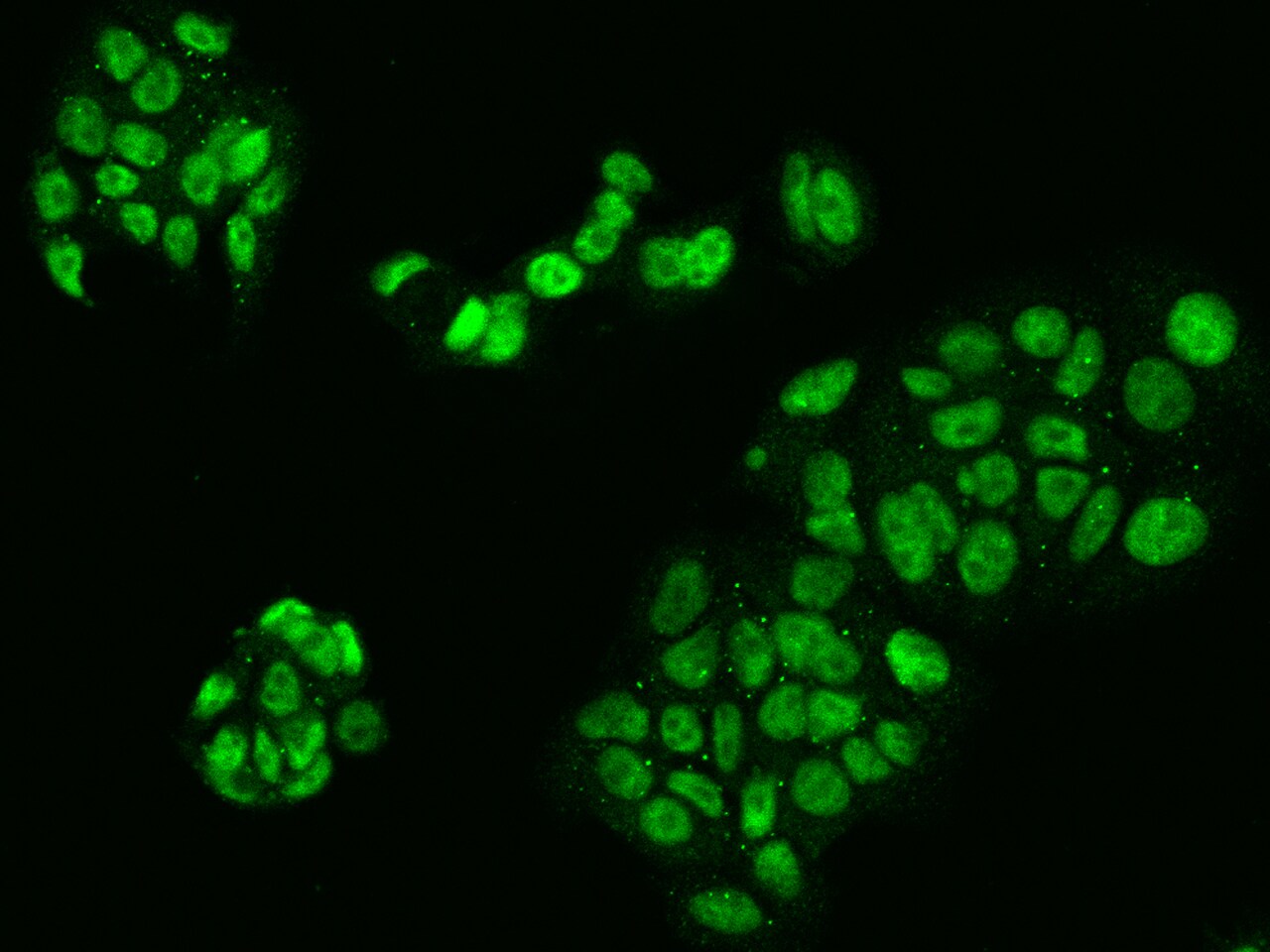 LUC7L2 Antibody - BSA Free