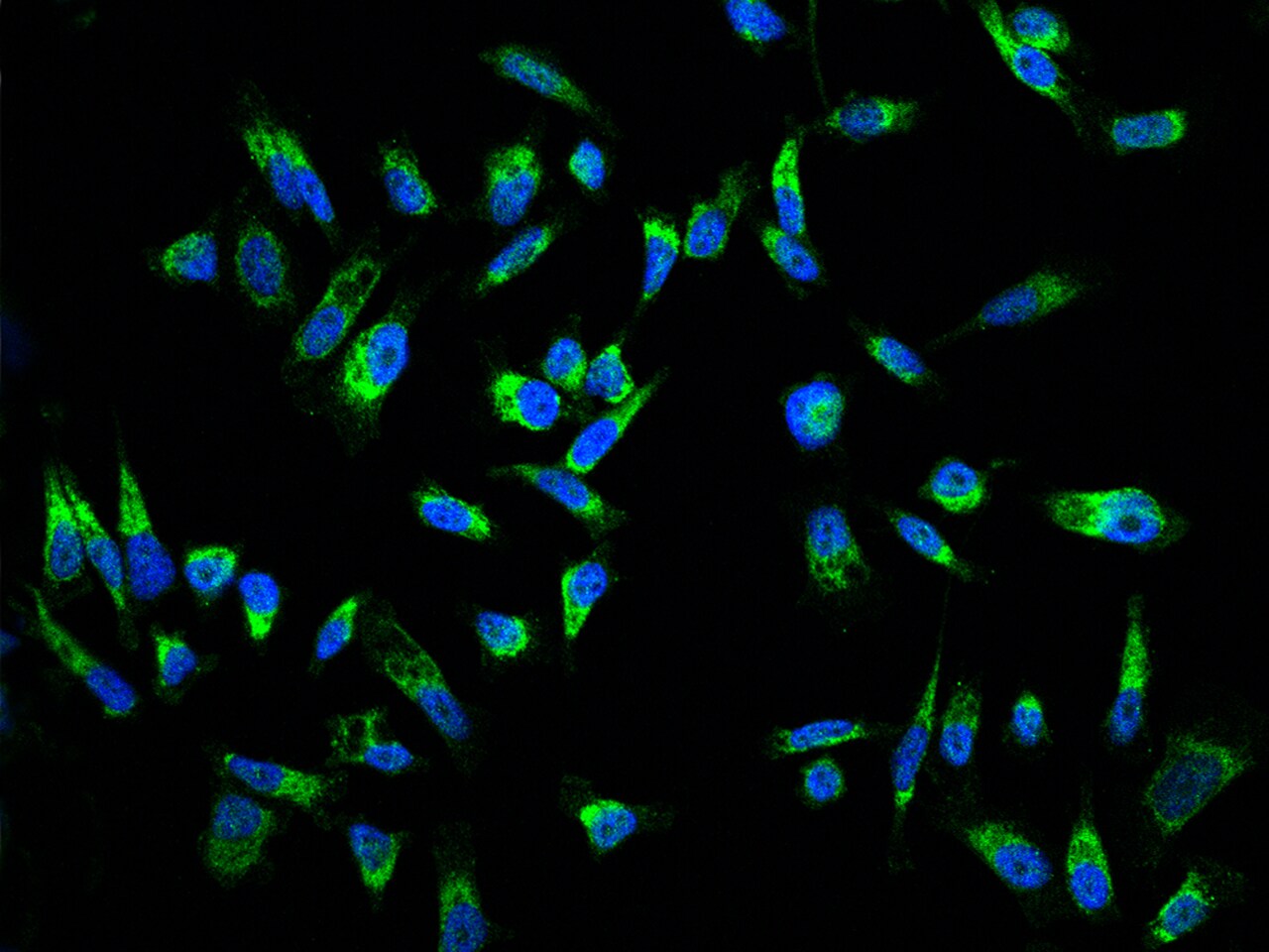 MRPL23 Antibody - BSA Free
