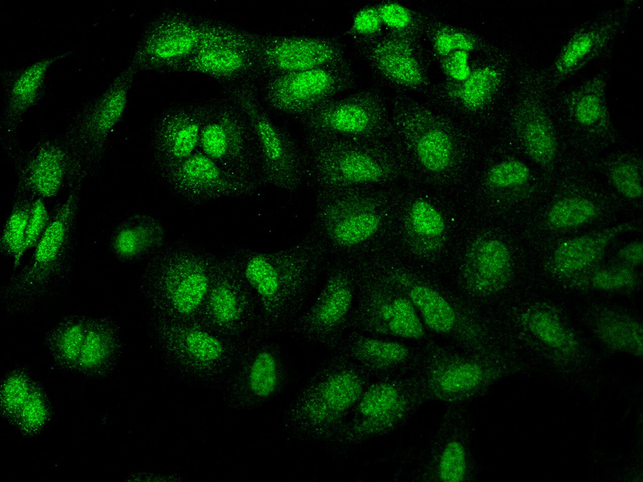 MN1 Antibody - BSA Free