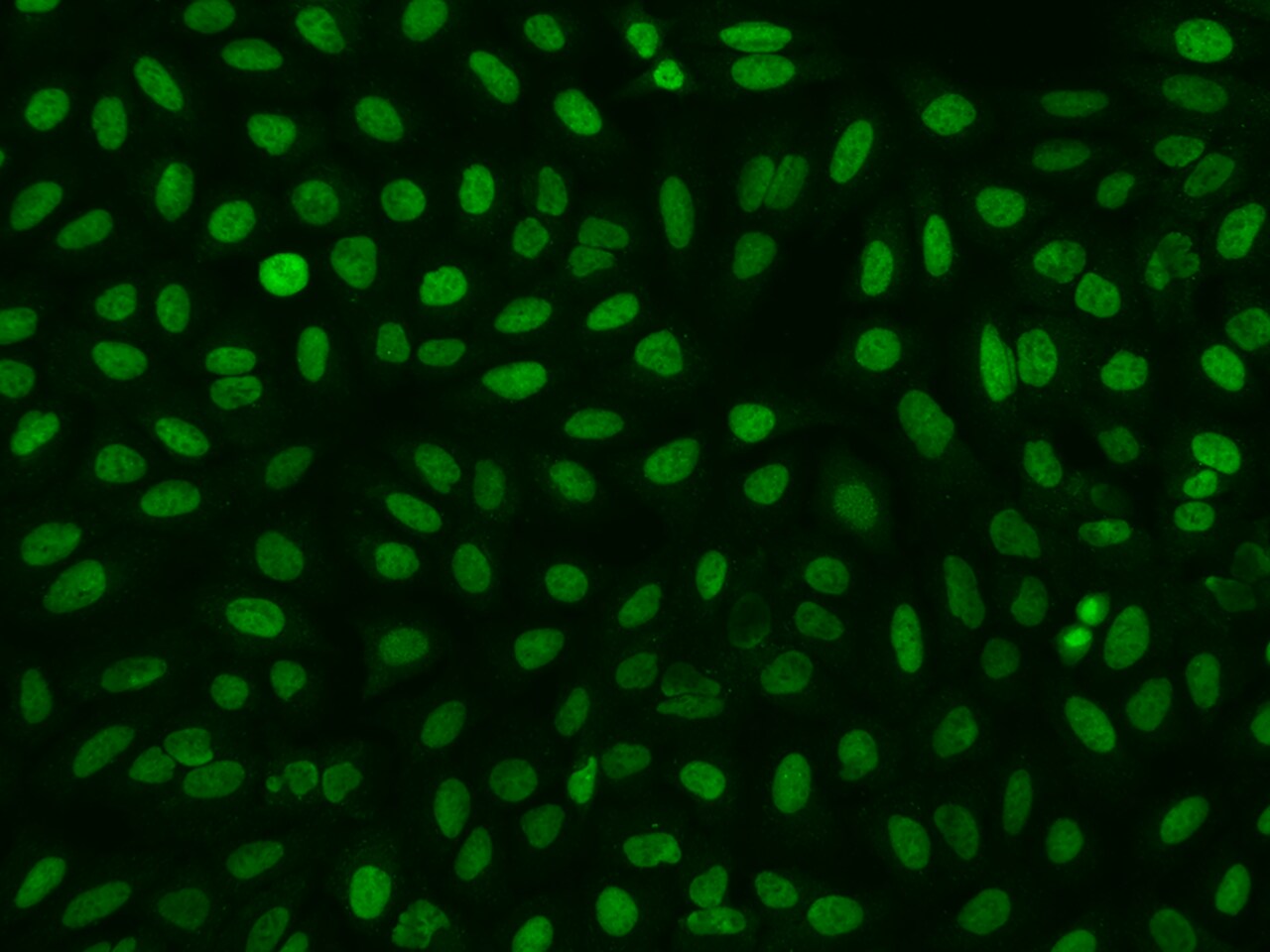 HCA59 Antibody - BSA Free