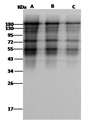 MERS-CoV Spike Protein Antibody - Azide and BSA Free