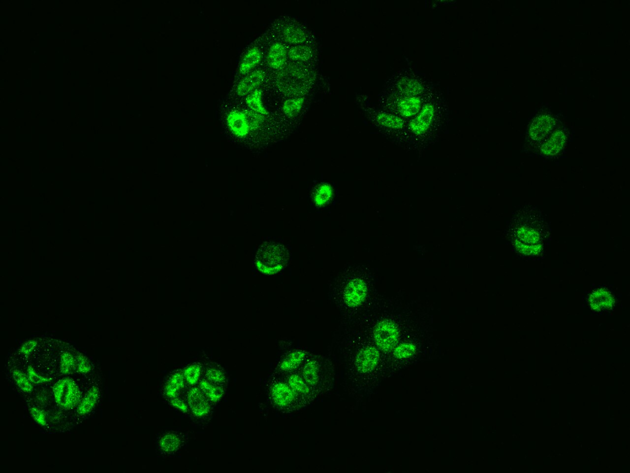 NXF1 Antibody - BSA Free
