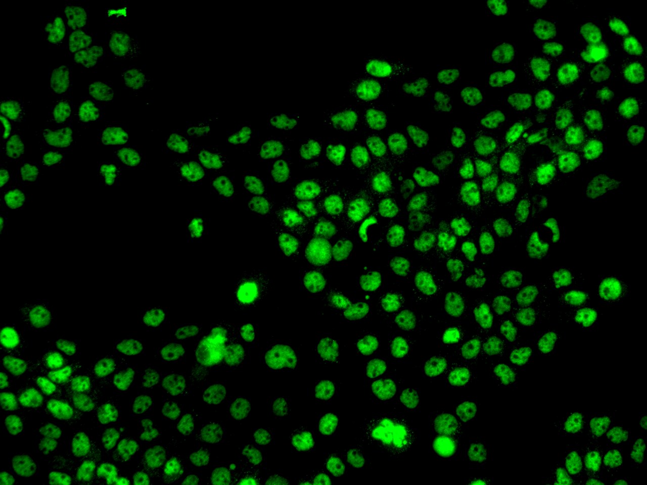 MNAT1 Antibody - BSA Free