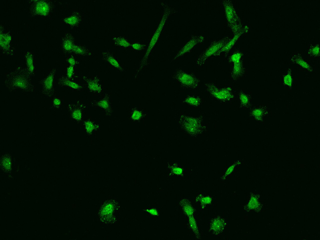 USP38 Antibody - BSA Free
