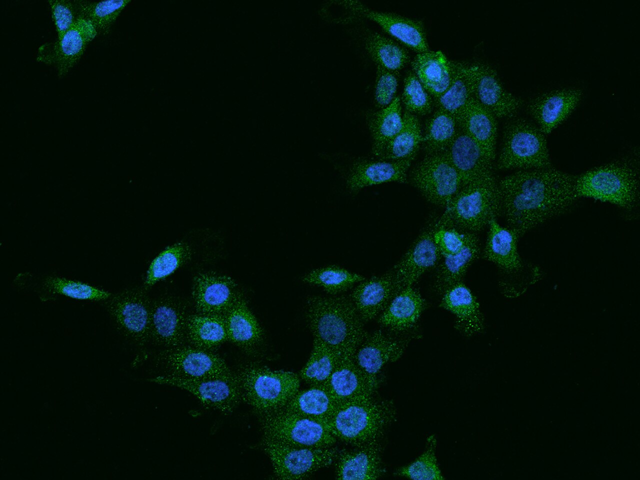 Cathepsin Z Antibody - BSA Free