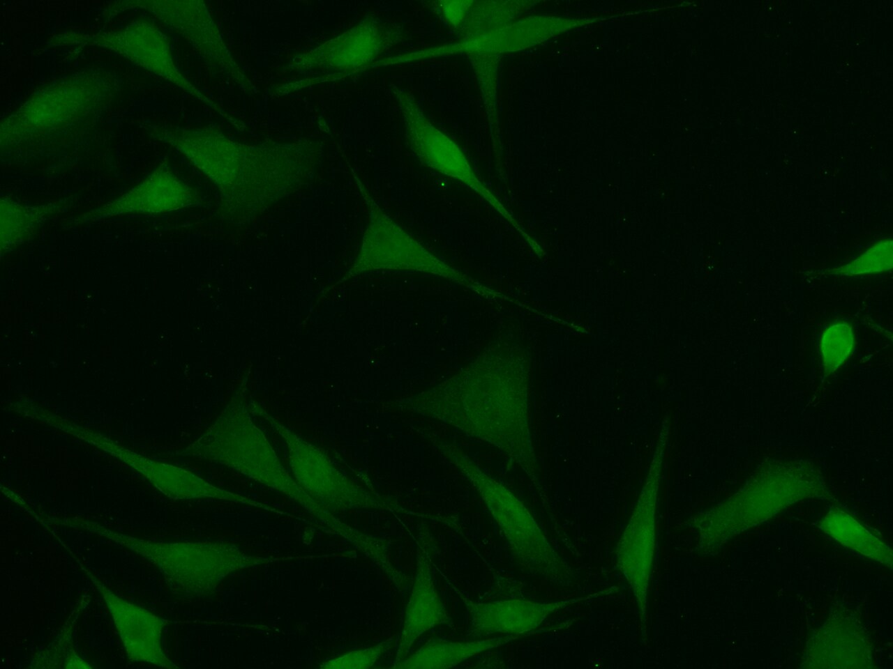CMP kinase Antibody (07) - Azide and BSA Free