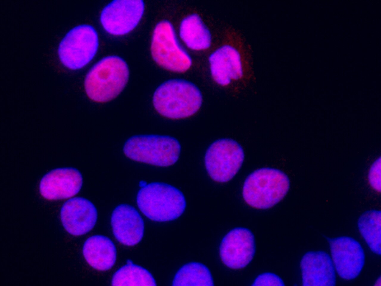 SUB1 Antibody (04) - Azide and BSA Free