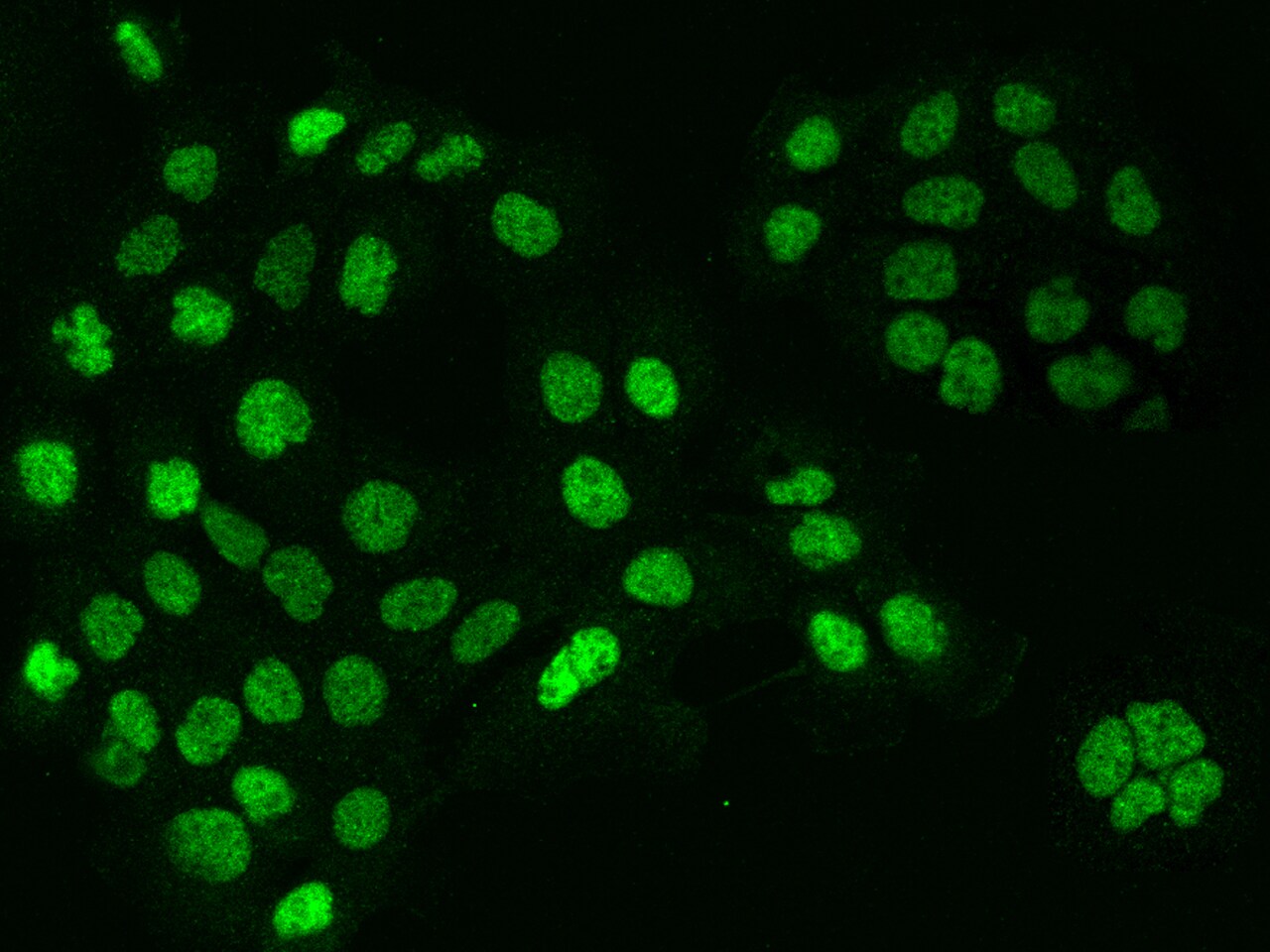 Cyclin T1 Antibody - BSA Free