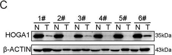 HOGA1 Antibody - BSA Free