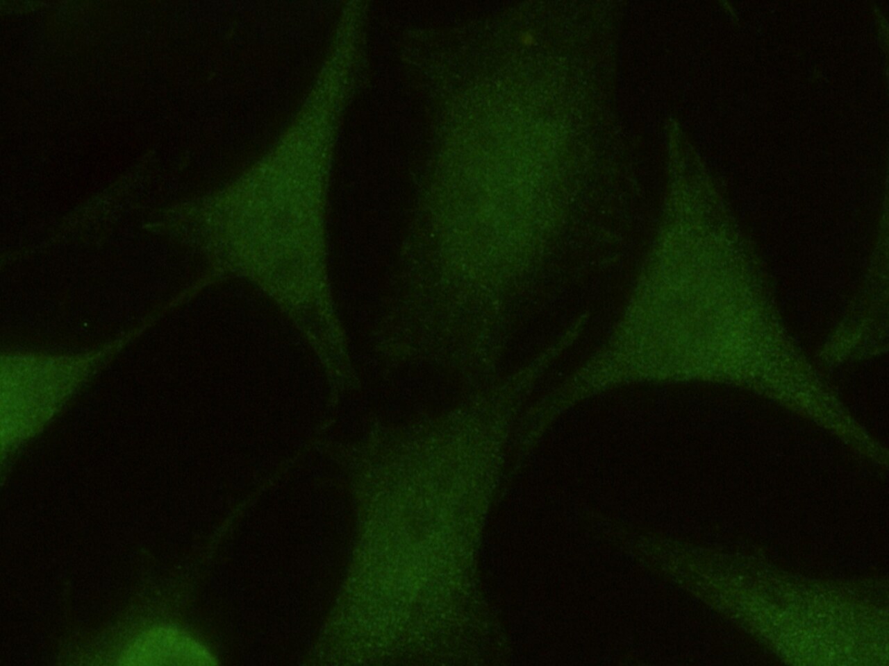 eIF3K Antibody (01) - Azide and BSA Free