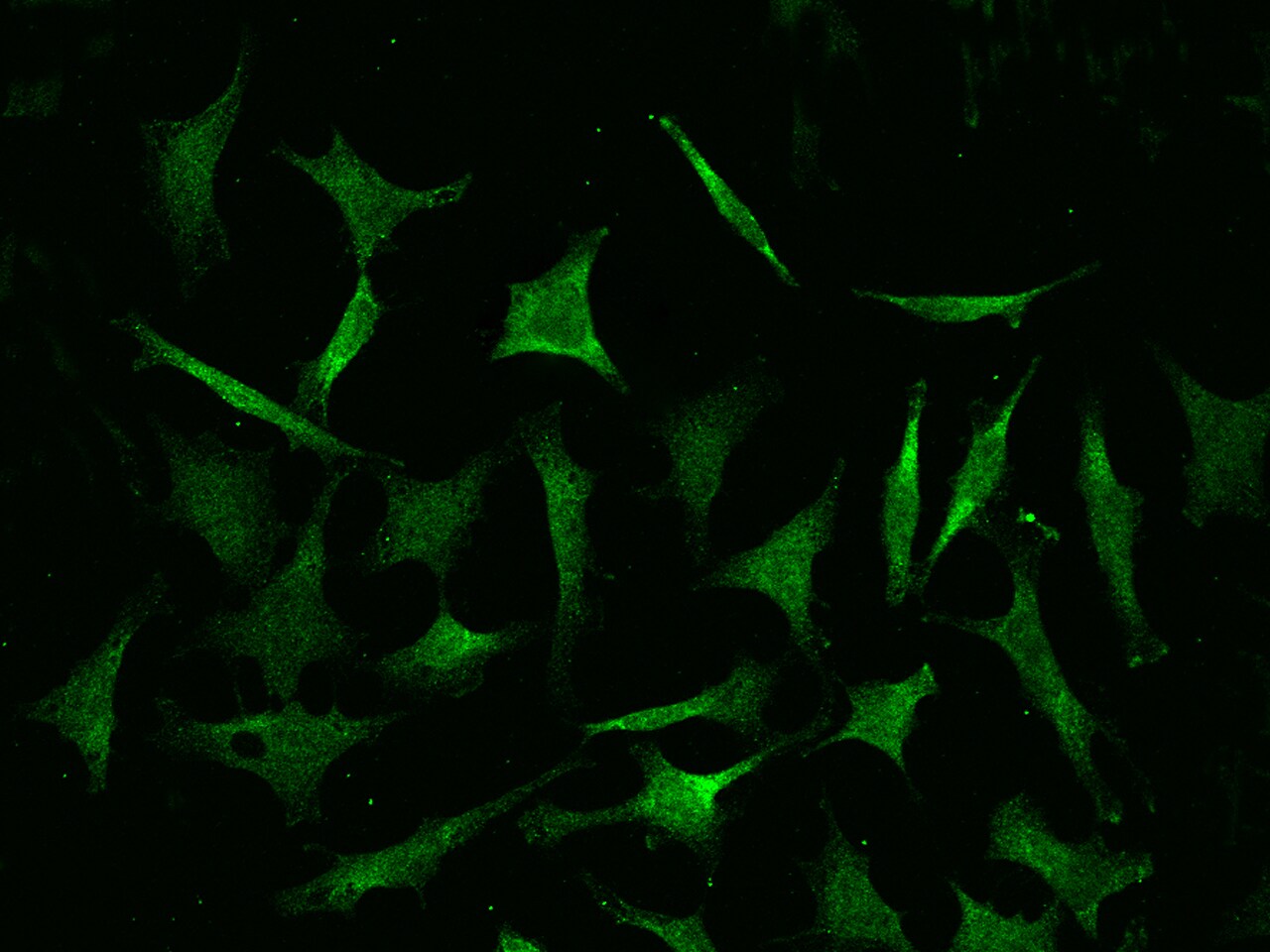 COMMD9 Antibody (04) - Azide and BSA Free