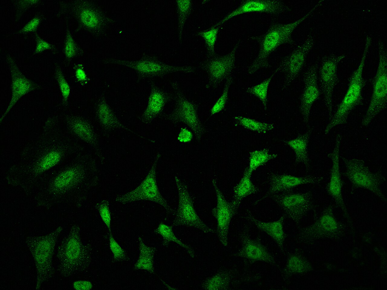 TAF7L Antibody - BSA Free