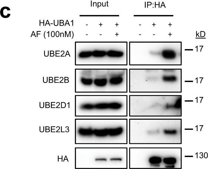 UbcH5a/UBE2D1 Antibody (07) - Azide and BSA Free