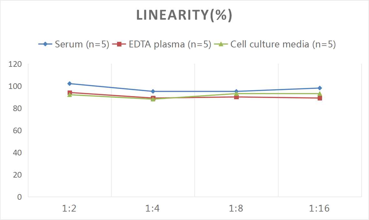 Rat MMP-13 ELISA Kit (Colorimetric)