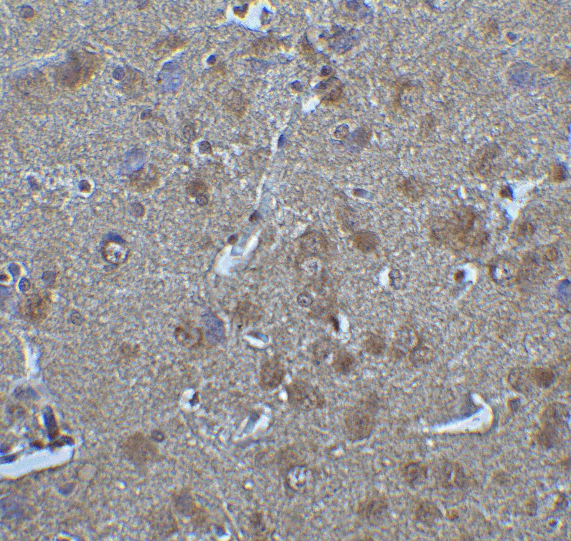 IRF7 Antibody - BSA Free