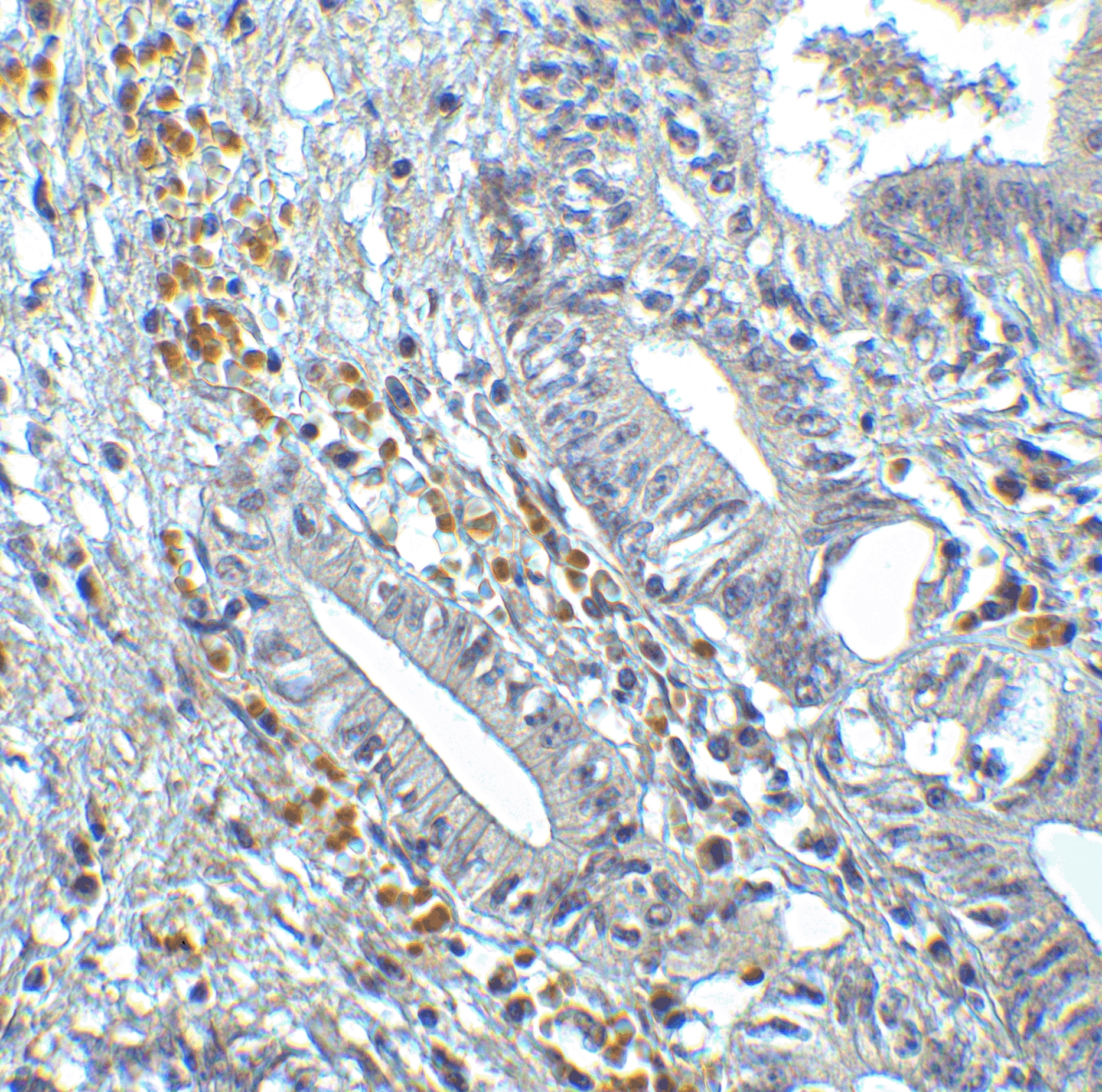 IRF7 Antibody - BSA Free