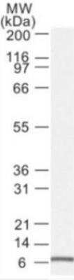 Noxa Antibody (114C307.1R) - BSA Free