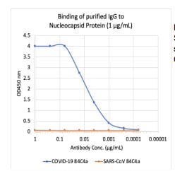 SARS-CoV-2 Nucleocapsid Antibody (84C4a)