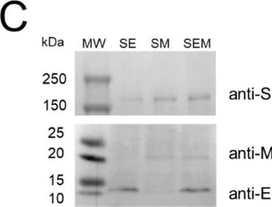 SARS-CoV-2 Envelope Antibody - BSA Free
