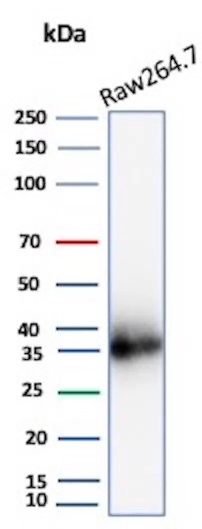 Cyclin D1 Antibody (CCND1/3370R) Western Blot: Cyclin D1 Antibody (CCND1/3370R) [NBP3-07209] -