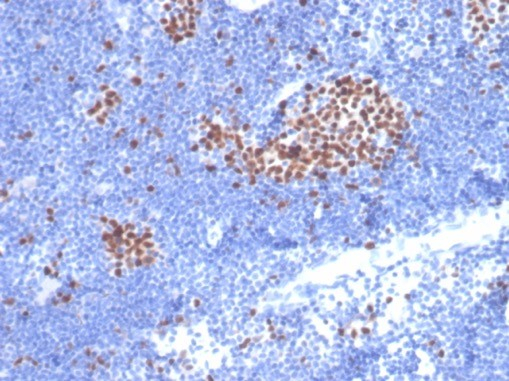 MCM7 Antibody (MCM7/2832R)