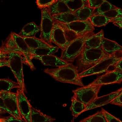Sirtuin 2/SIRT2 Antibody (PCRP-SIRT2-1A8)