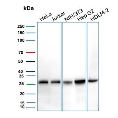 bcl-x Antibody (BCL2L1/1762) Western Blot: bcl-x Antibody (BCL2L1/1762) [NBP3-07416] -