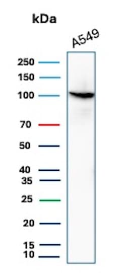MVP Antibody (VP2897R) Western Blot: MVP Antibody (VP2897R) [NBP3-07480] -