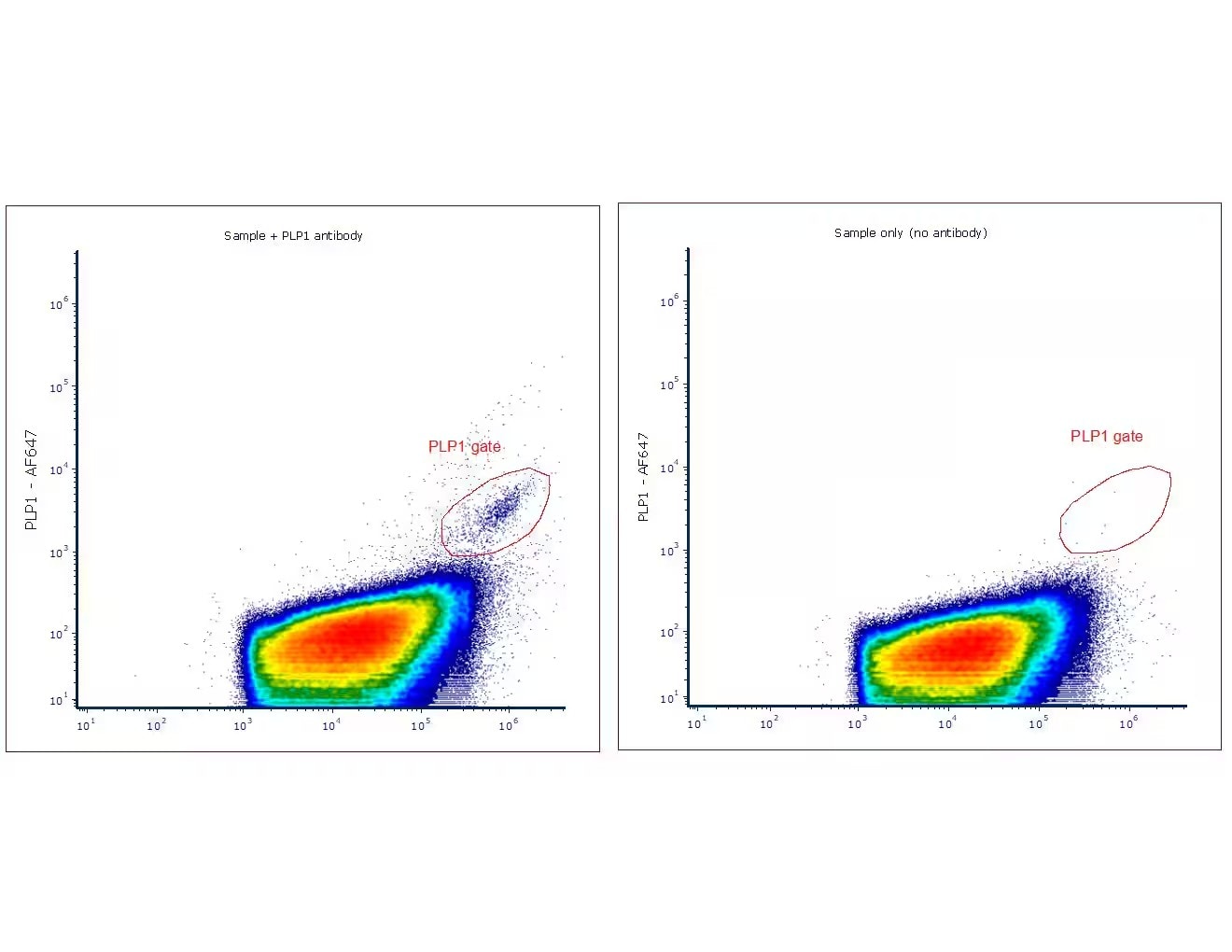 Myelin PLP Antibody (PLP1/4259)