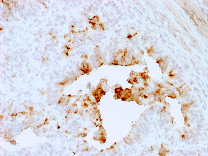TGF-beta Antibody (1D11.16.8) TGF-beta Antibody (1D11.16.8) - Azide and BSA Free