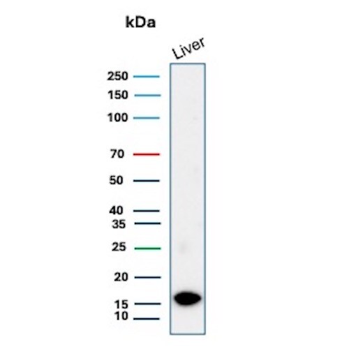 G-CSF Antibody (CSF3/3166R) Western Blot: G-CSF Antibody (CSF3/3166R) [NBP3-07765] -